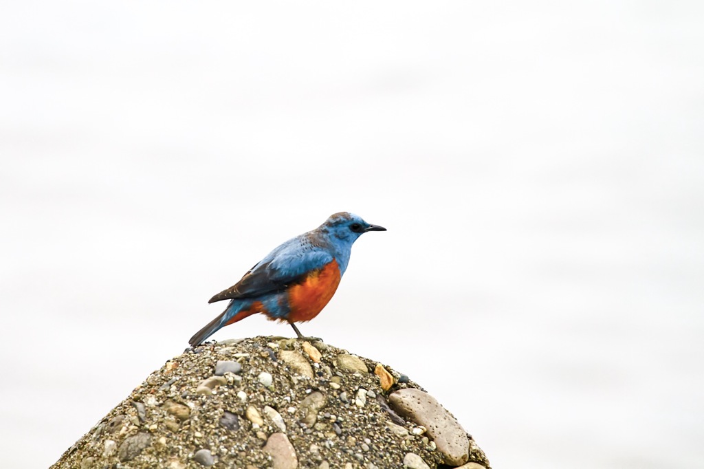 湾岸警備(株) 代表取締役 磯野 日和