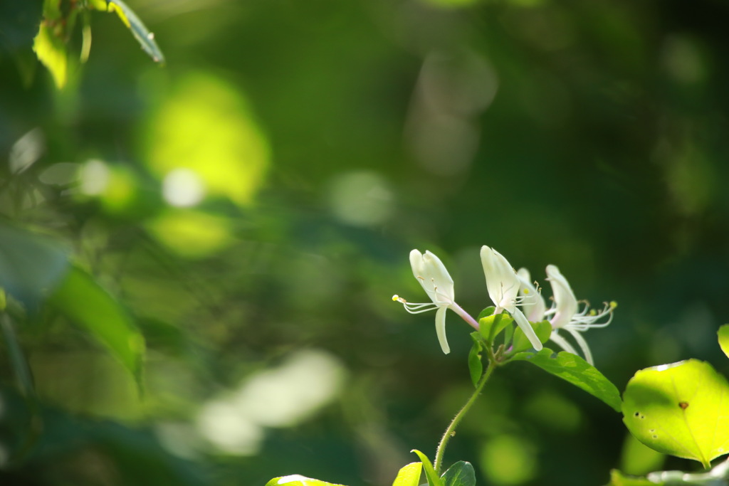 最近よく見かける花