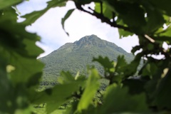 柏の葉のあいだから見た由布岳