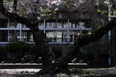 桜の花 舞い散る中庭で、、、