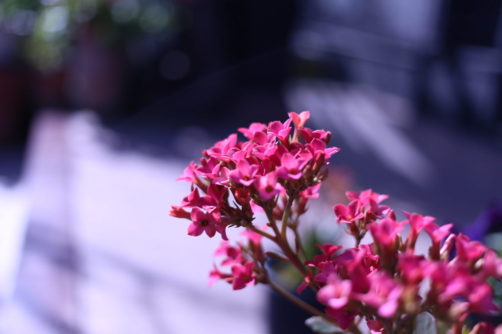 ちっさい赤い花