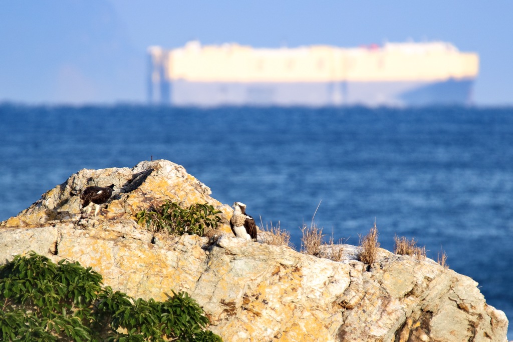 ニイナメのミサゴ
