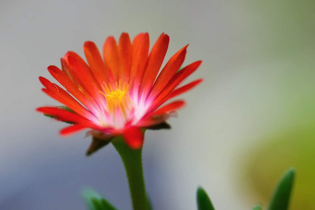 庭の花々2