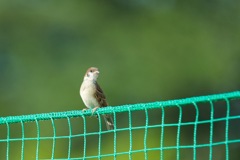 おかぁちゃんどこ?