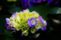アタシが1番