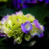 アタシが1番