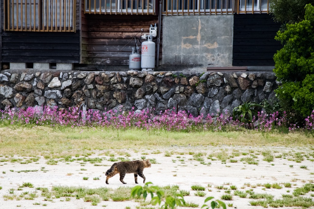 とある田舎の公園ニャンコ