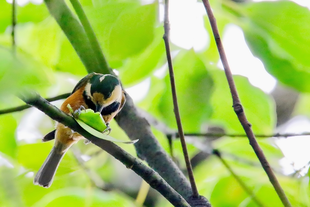 葉っぱ美味い〜！