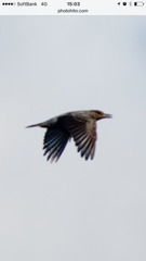 スマホ スクショ切り出し比較2