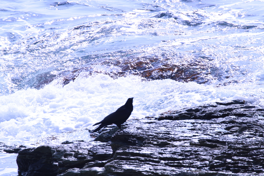 待つカラス