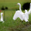 白鳥のポーズ