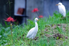 花じゃ満たされないわ！