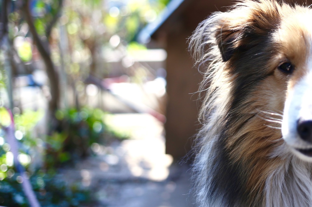 じーーっ(・ω┃