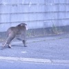 フロントガラスごしの風景1
