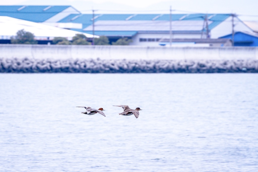 はやくはやくっ！