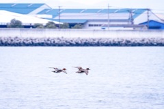 はやくはやくっ！