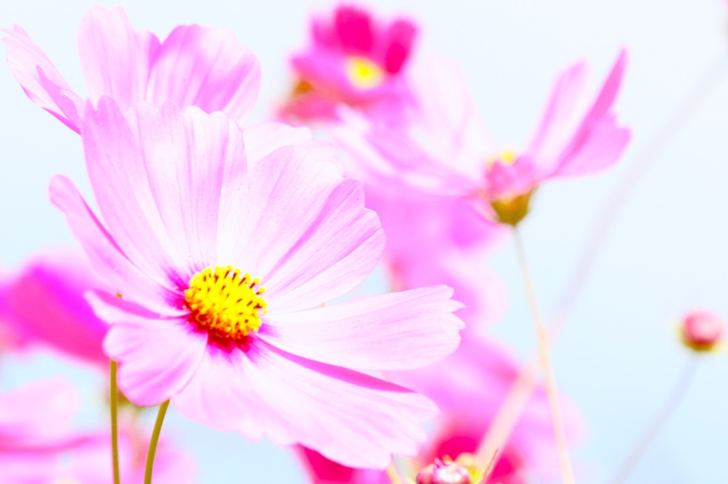 秋のほうの桜、笑