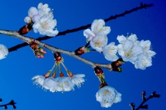 エゲツない(-｡-;