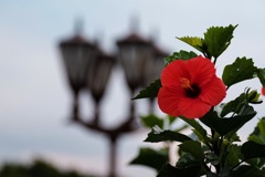 街灯とアローハな花