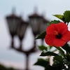 街灯とアローハな花