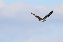 Fly away Osprey