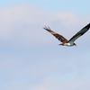 Fly away Osprey