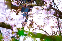 ダーリンどこ？