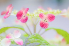 山紫陽花