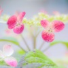 山紫陽花