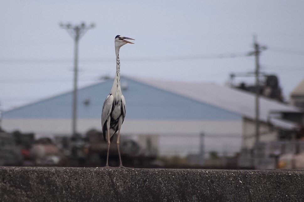 なんだょぅ、何見てんだよぅ！