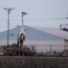 なんだょぅ、何見てんだよぅ！