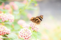 隣家のチョウ