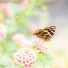 隣家のチョウ