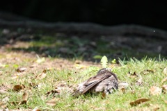 真夏日の公園にて その4