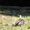 真夏日の公園にて その4