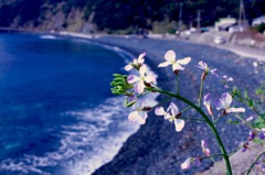 渚のはまだいこん