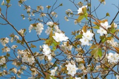 ナマ桜、山桜？