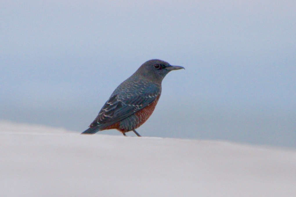 イソヒヨたん♂