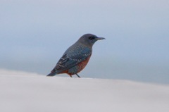 イソヒヨたん♂