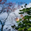芙蓉と赤い実