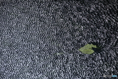 揺らぎ