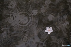 雨音