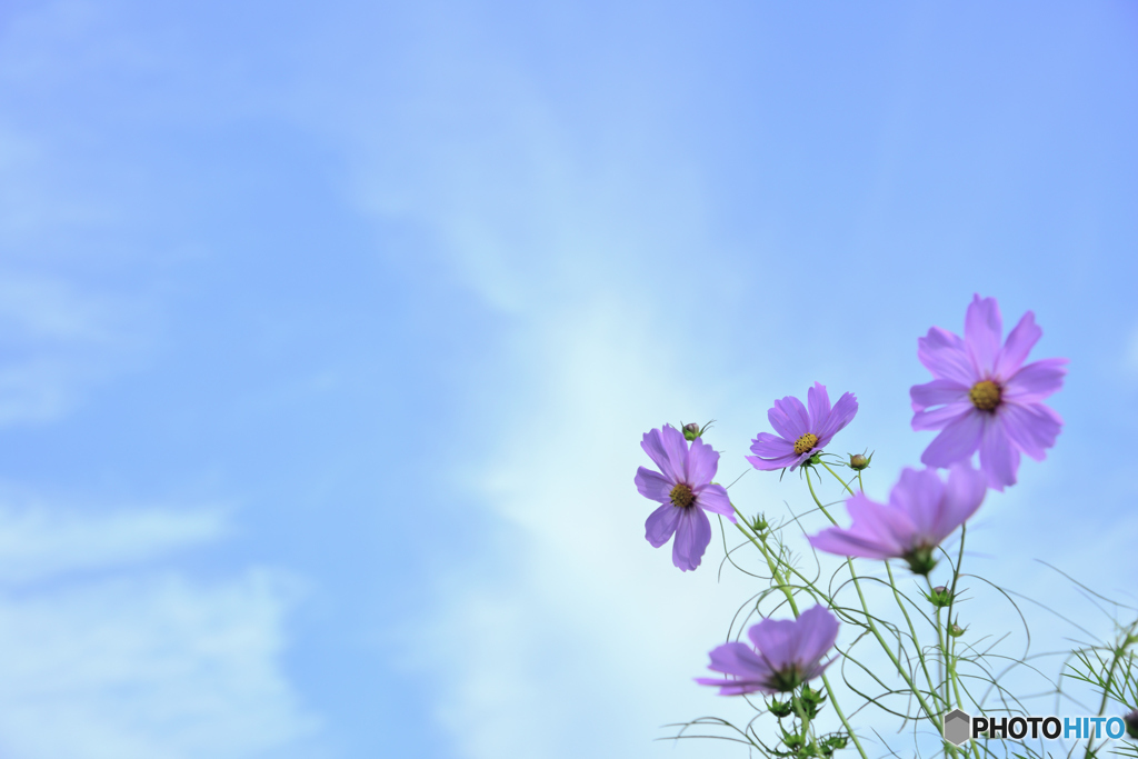仰ぎ