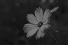 cosmos