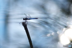 涼し気に