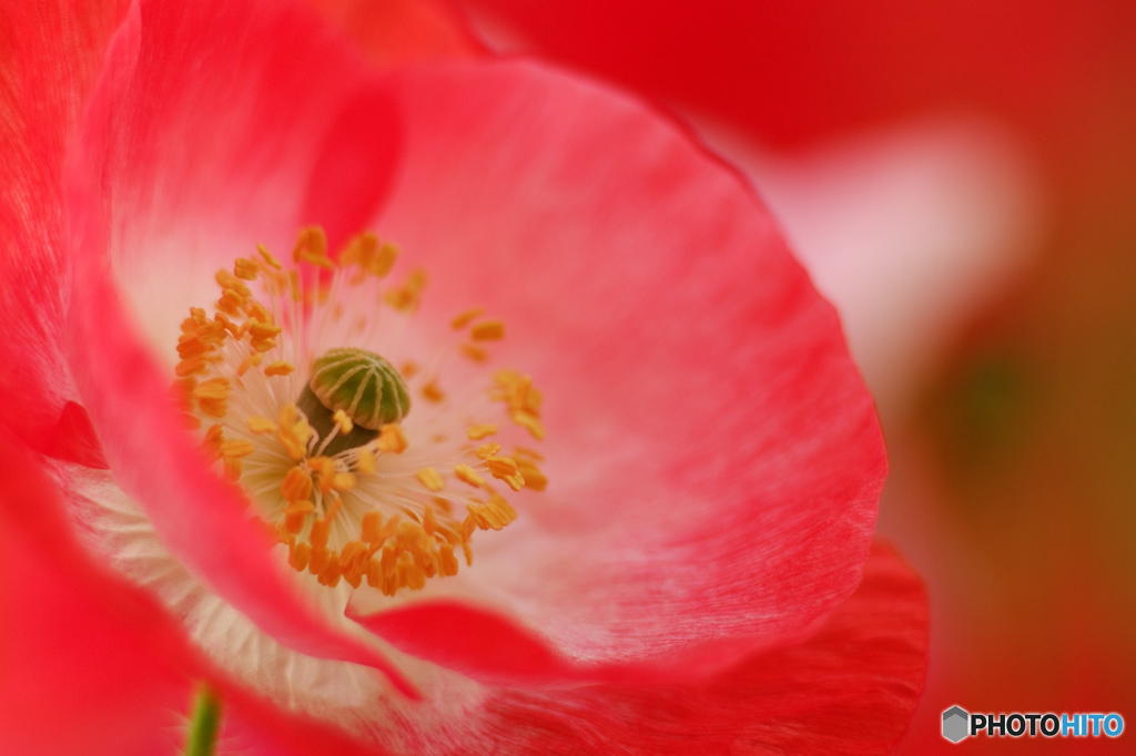無垢　poppy