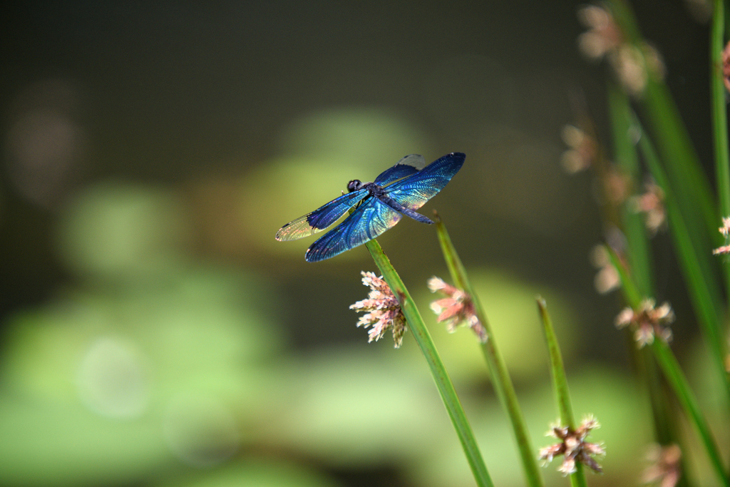 Ｂｌｕｅ