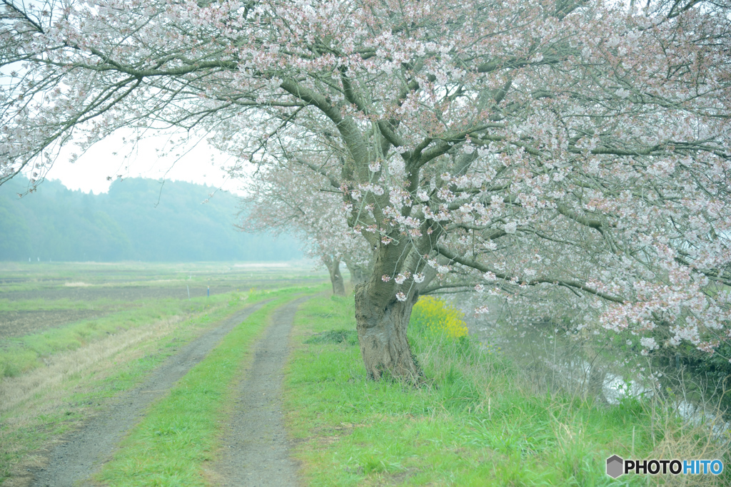 桜の下を歩きたい