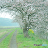 桜の下を歩きたい