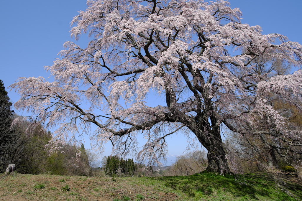 春衣